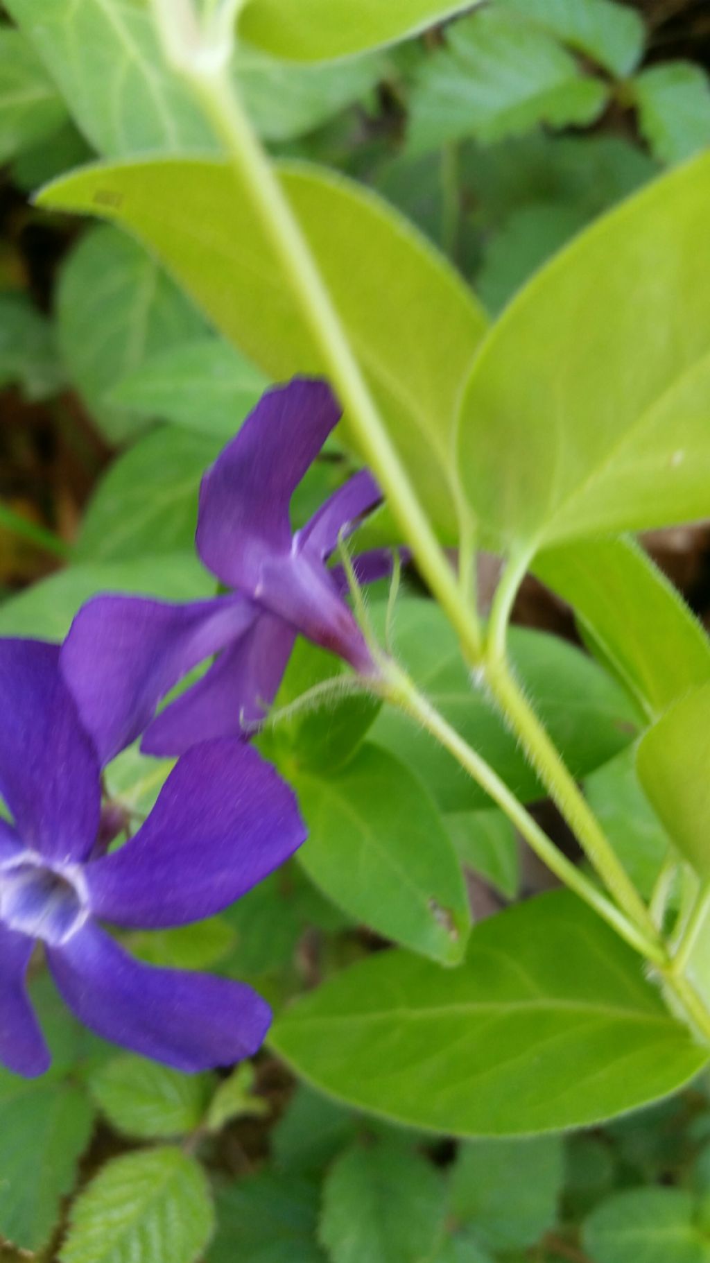 Vinca major / Pervinca maggiore